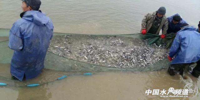 水花育苗系统整个流程及饲养实用方法