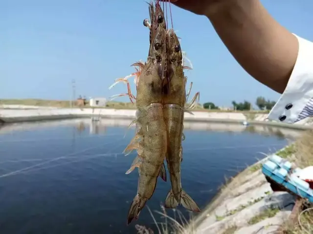 南美白对虾淡水养殖，注意这几点才能高产无忧