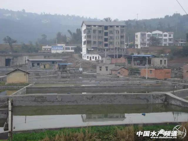 水花育苗系统整个流程及饲养实用方法