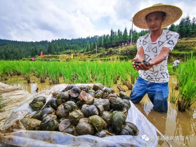 脱贫攻坚丨养殖香螺喜获丰收 群众脱贫大有希望