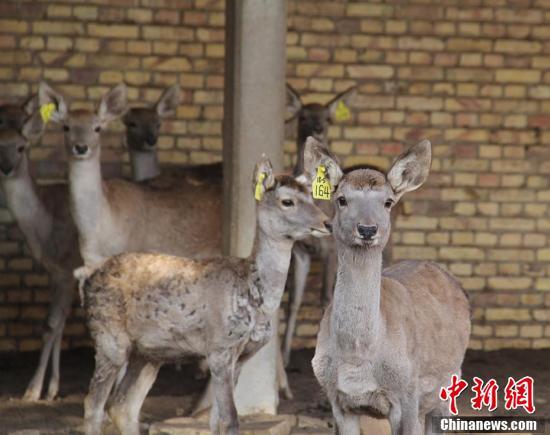 新疆兵团塔里木河马鹿驯养繁育基地小马鹿呆萌可爱