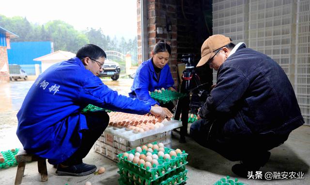 央视《致富经》栏目关注融安“大坡飞鸡”