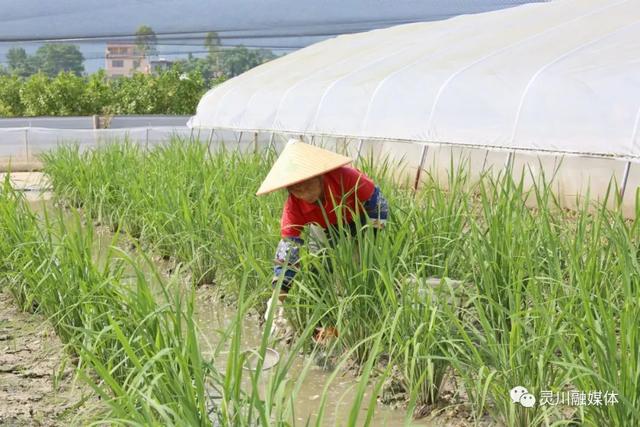 灵川：稻蛙共生促增收 生态养殖有“钱”景