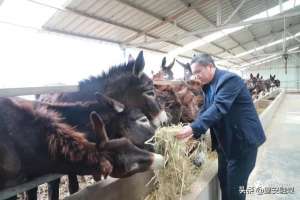 大型肉驴养殖场(「乡村振兴」苏桥镇程庄村 有个肉驴养殖场)