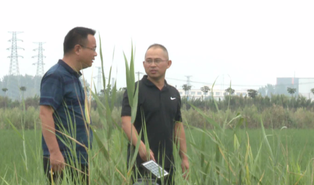 沭阳十字街道耿少秋：稻虾综合种养，实现“田里淘金”