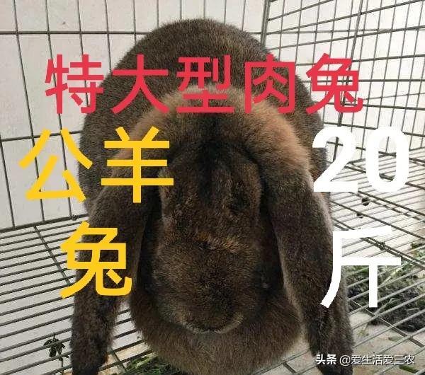 能长到20斤重的肉兔你见过吗？农村致富好门路！