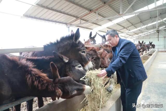 「乡村振兴」苏桥镇程庄村 有个肉驴养殖场