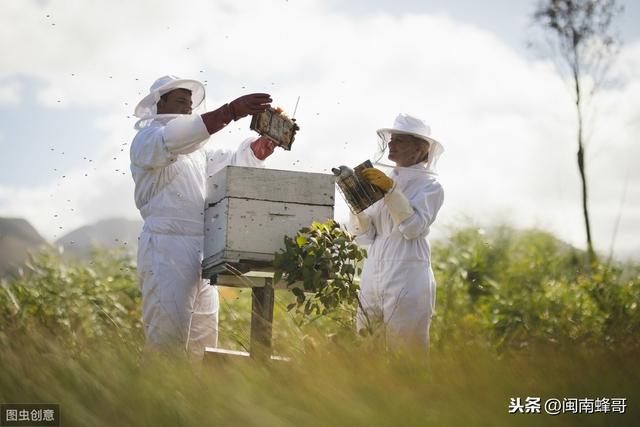 蜂蛹病虫害防治，不是巢虫所为，却远超其危害程度