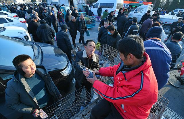 一年赶一次，赶了500年！2024年德州市“平原·恩城鸽子会”开幕