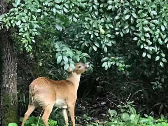 促进生物野外种群恢复，它们被放归重回故里！