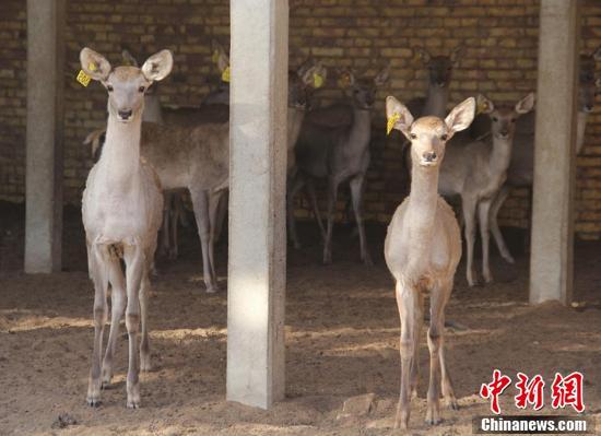 新疆兵团塔里木河马鹿驯养繁育基地小马鹿呆萌可爱