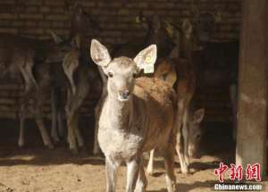 马鹿养殖基地(新疆兵团塔里木河马鹿驯养繁育基地小马鹿呆萌可爱)