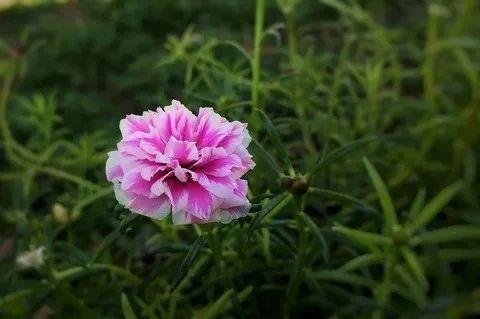 夏天暴晒才好开花的马齿苋花，没太阳就没花看，不能经常浇水