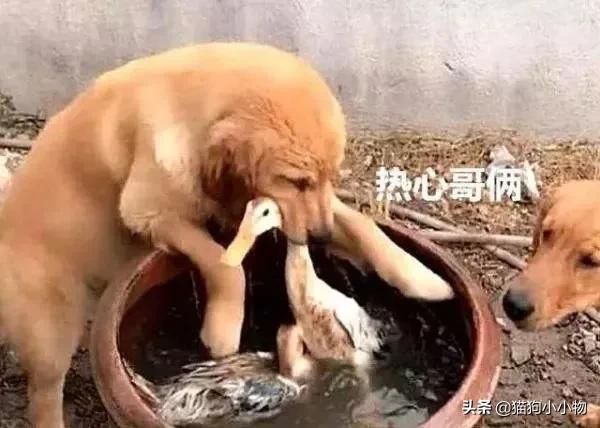 饲养金毛犬讲究多：铲屎官千万不能踩的九大“雷区”