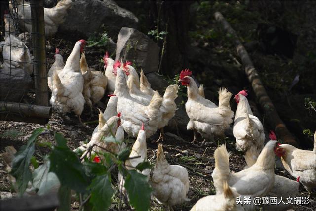 洛阳小伙为帮村里63户老人，建养鸡场卖鸡蛋，进一趟城120里