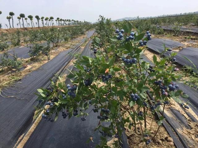 @孝感人，你的“蓝”朋友已上线，速来领取这份采摘攻略相约“莓”好时光！