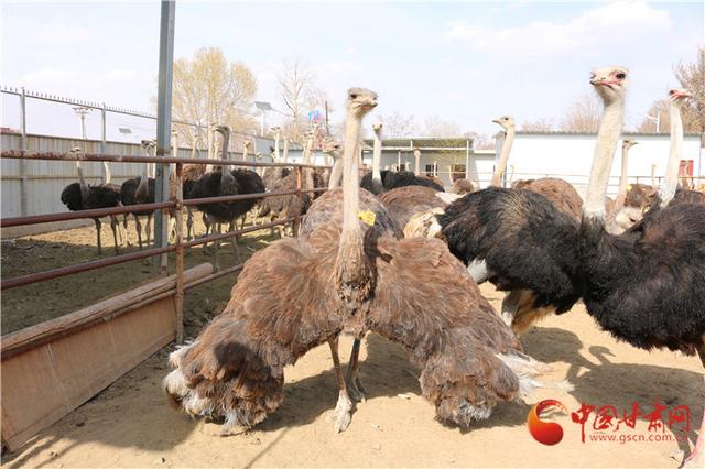 兰州榆中：鸵鸟“驮”起致富梦 特种养殖助振兴