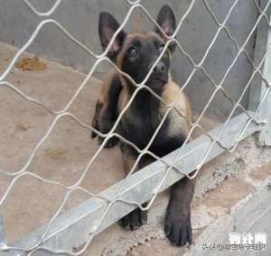 那个马犬养殖场好(马犬长盛不衰的秘密)