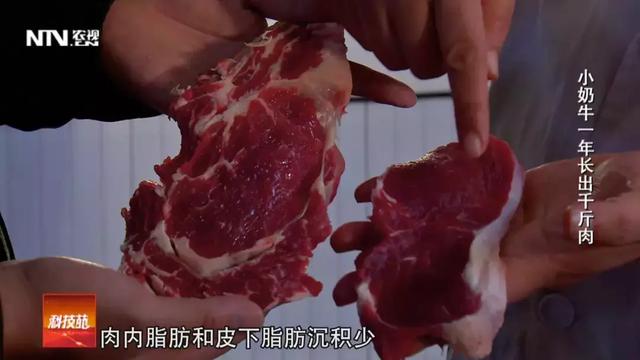 奶牛也能产高级牛肉？找对了路子，更赚钱