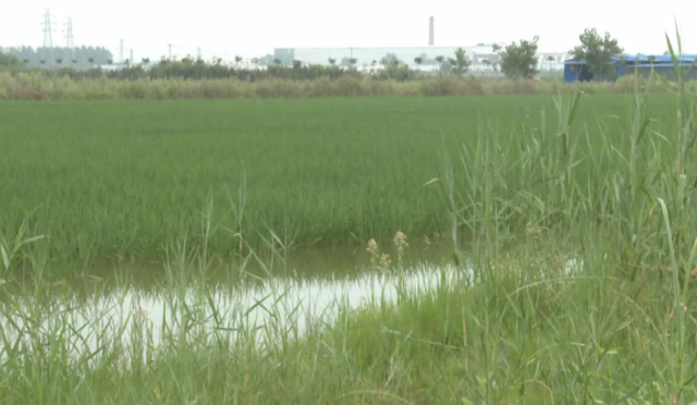 沭阳十字街道耿少秋：稻虾综合种养，实现“田里淘金”