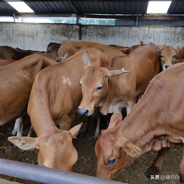 提高牛只饲养密度和生产水平，育肥牛该如何选择？