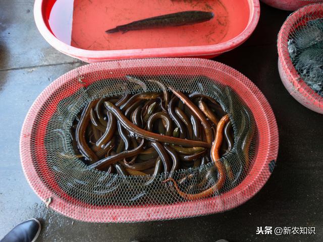 人工养殖黄鳝学问多，精准学习其养殖技术，黄鳝高产养殖技术