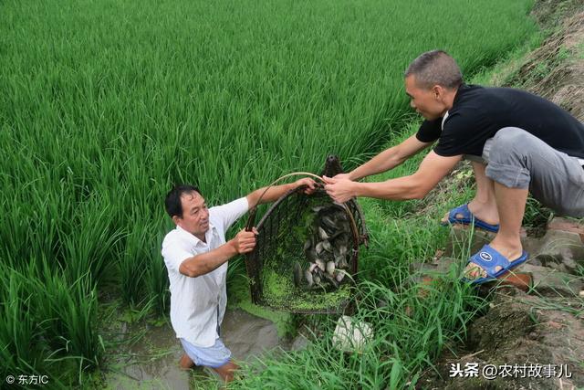 农村稻鱼共养，以鱼补稻，巧妙提高稻田效益，丰富百姓菜篮子