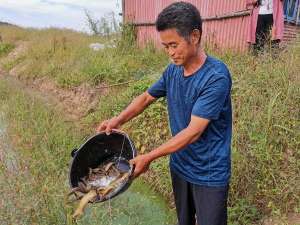 东北泥鳅鱼养殖(辽宁省铁岭市清河区聂家满族乡金家沟村小泥鳅养出大效益)