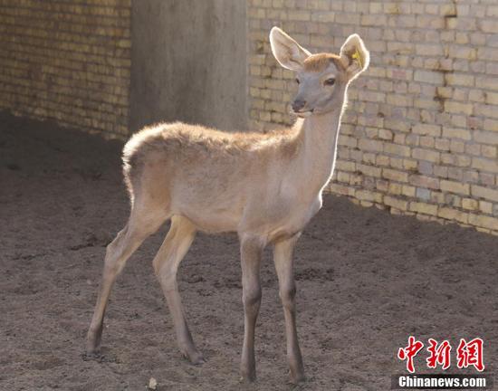 新疆兵团塔里木河马鹿驯养繁育基地小马鹿呆萌可爱