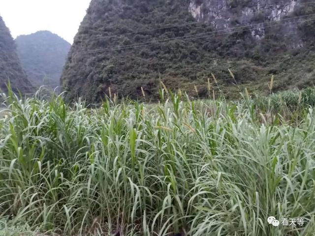 崇左这家生态饲养黑土香猪养殖场，投入大，销路难，急坏老板