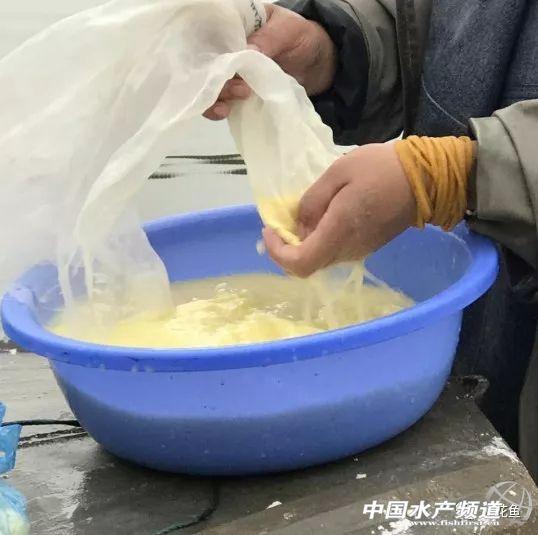 水花育苗的饲养方法