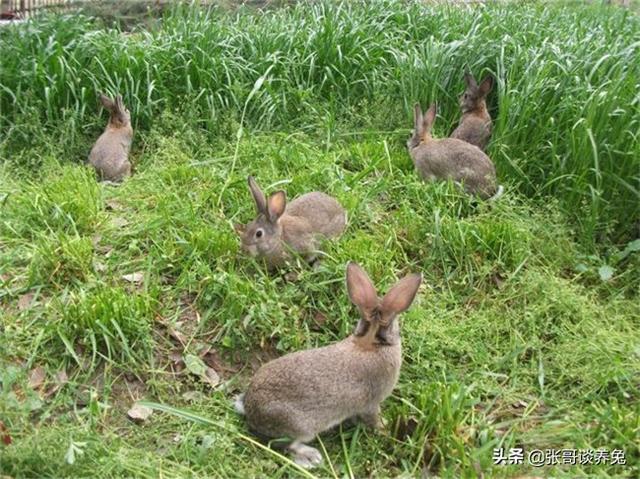 肉兔养殖种兔养殖一只种兔多少钱助农种兔场为您解答