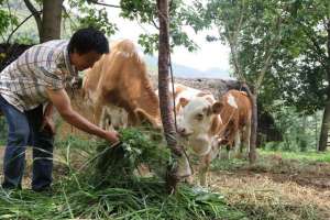 养殖肉牛国家有补贴吗(养牛有什么补贴，有人养一头牛拿到5000块补贴，是真的吗？)