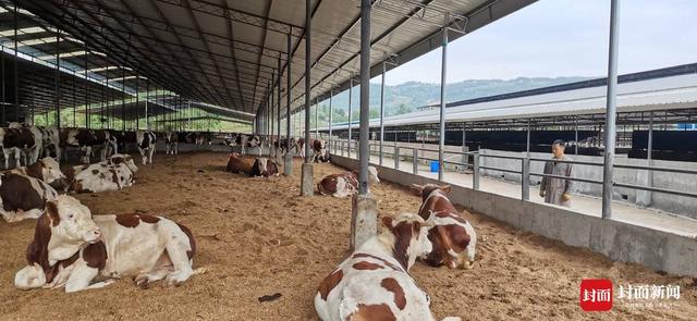 新春走基层｜“一头牛”成就四川达州首个省级农业科技示范园区 此牛真的“牛”