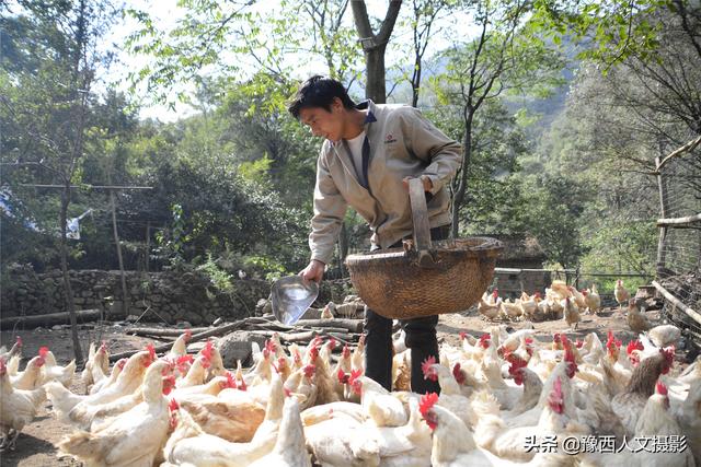 洛阳小伙为帮村里63户老人，建养鸡场卖鸡蛋，进一趟城120里