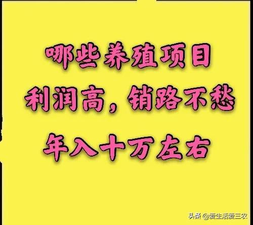 收益高，销路不愁的养殖项目有哪些？这里有答案