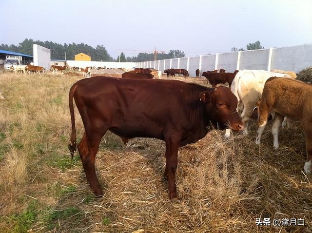 提高牛只饲养密度和生产水平，育肥牛该如何选择？