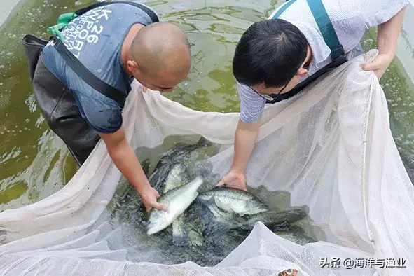 「水产种业」广东梁氏水产：绿色理念发展现代水产种业