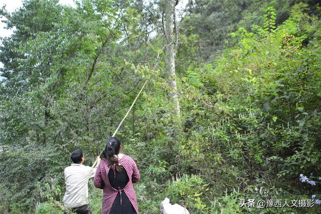 洛阳小伙为帮村里63户老人，建养鸡场卖鸡蛋，进一趟城120里