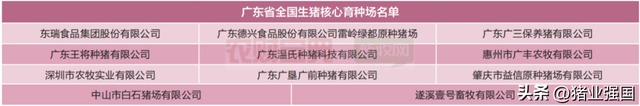 广东万头母猪场高达25家！这个种猪拍卖会为何引领风骚近三十年？