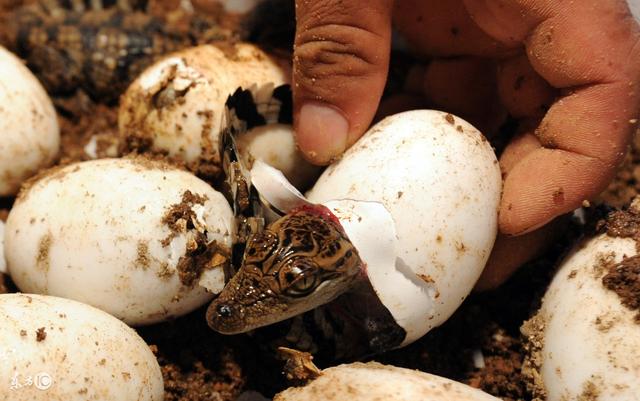 鳄鱼转战宠物界 饲养鳄鱼需注意品种与防护措施