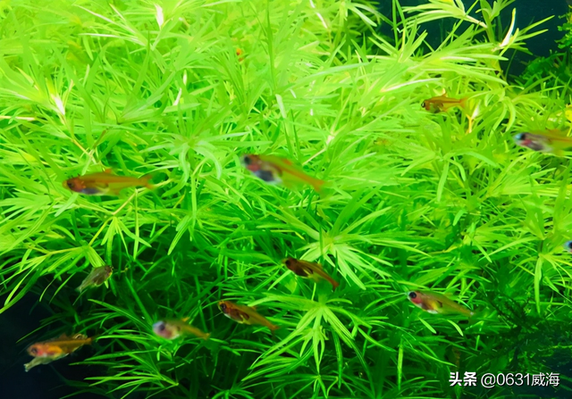 如何养好养活孔雀鱼的经验分享，新手需要知道的一些细节