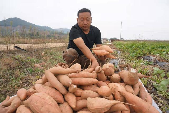 栖霞观里有个“地瓜王”！150多亩地瓜大丰收，咱瞅瞅去