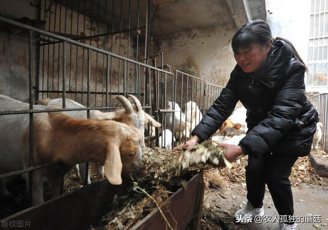 怎样正确饲养波尔山羊（3育肥技术）