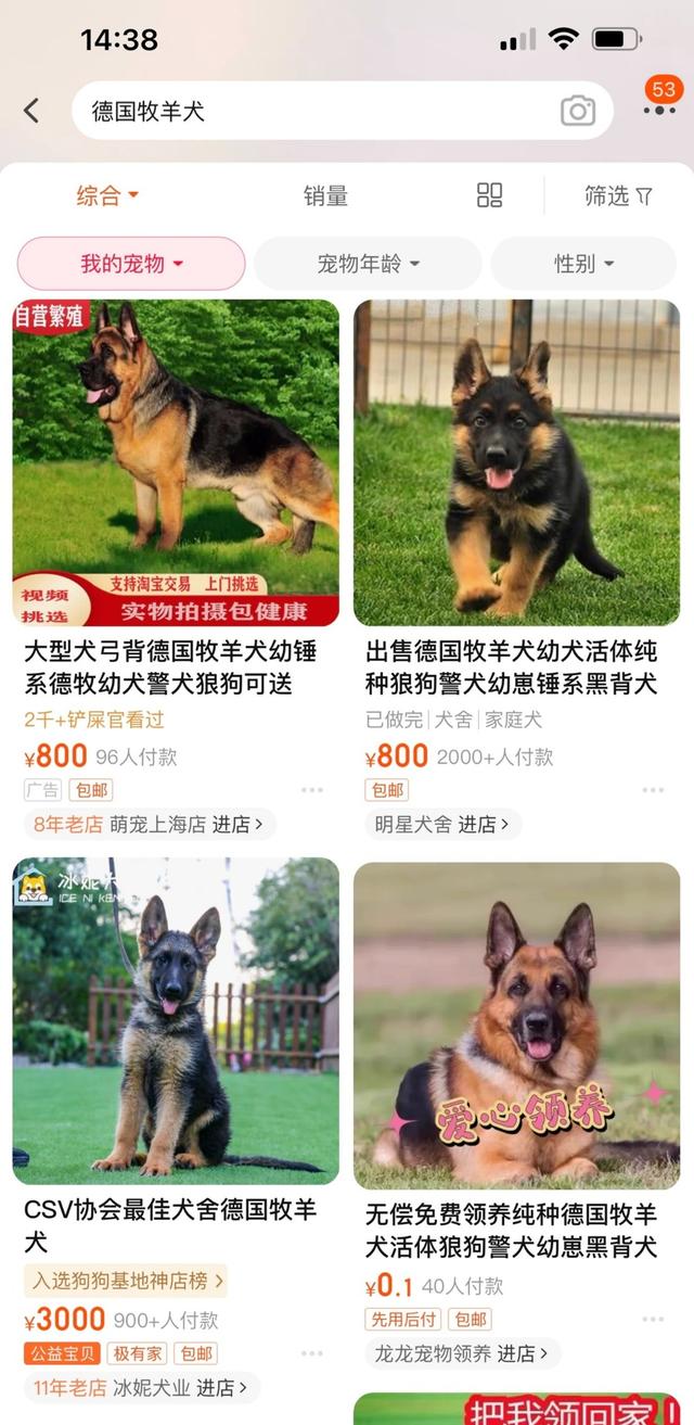 买来的宠物竟是“斗牛犬”！“禁养犬”在上海销售渠道广泛，办证还有套路？