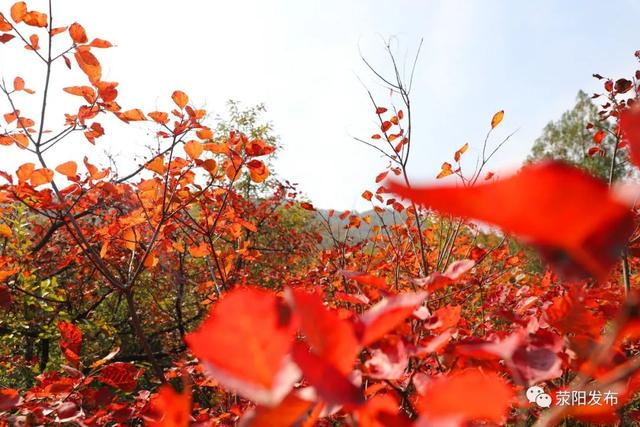 环翠峪：观漫山红叶 寻乡土宝物