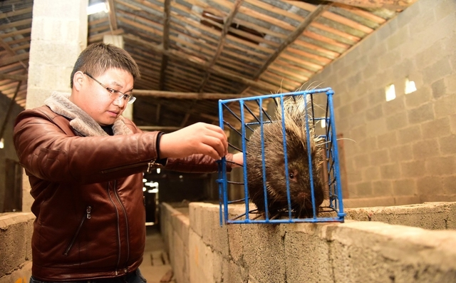 2010年，湖北小伙放弃高薪，返乡养豪猪，年入200多万羡煞旁人