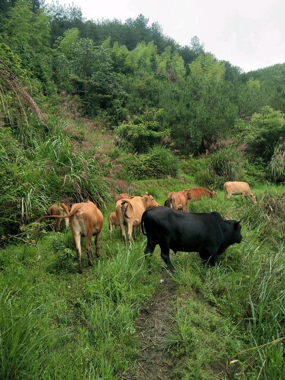 荒山放牧养牛，节省成本的好方式