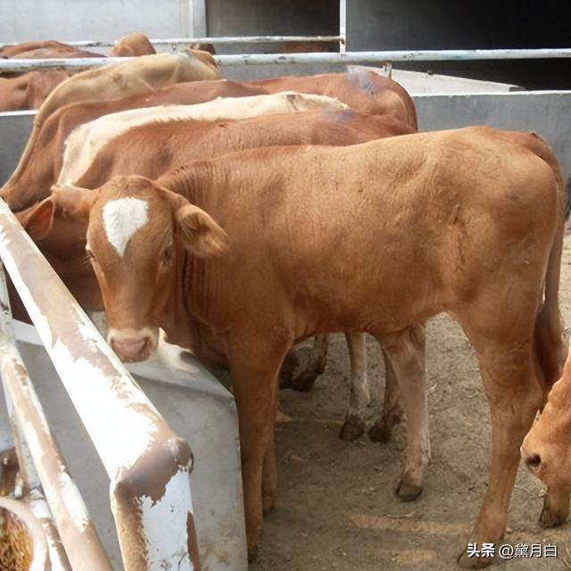 提高牛只饲养密度和生产水平，育肥牛该如何选择？