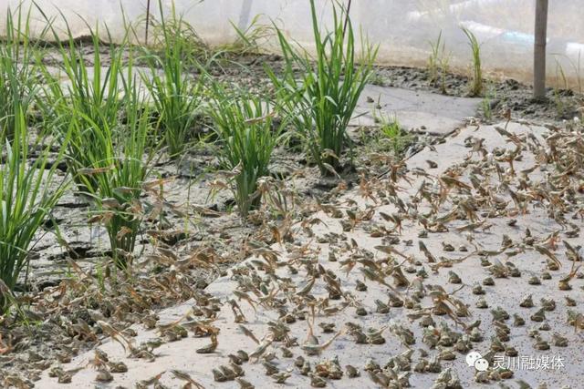 灵川：稻蛙共生促增收 生态养殖有“钱”景